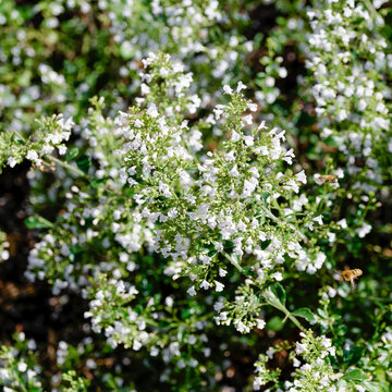Clinopodium ou calamintha nepeta - Touffe de calament n&eacute;p&eacute;ta compos&eacute;e de minuscules fleurs blanches bilabi&eacute;es tach&eacute;es de points mauves sur mince tige dress&eacute;e aux petites feuilles velues  vert gris&eacute; 
