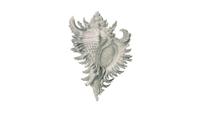 Detailed antique style illustration of a spiky seashell, specimen 10, isolated on a clean white background for vintage natural history design