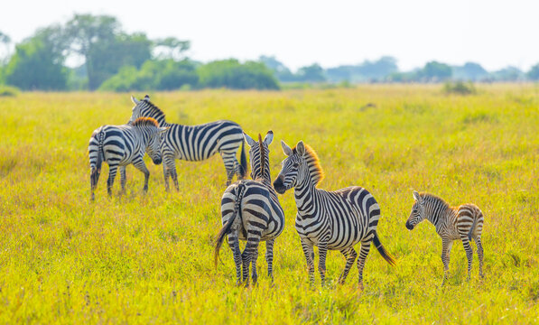 Plains zebra n Grumeti area of Western Serengeti. Serengeti National Park, Tanzania, Africa.