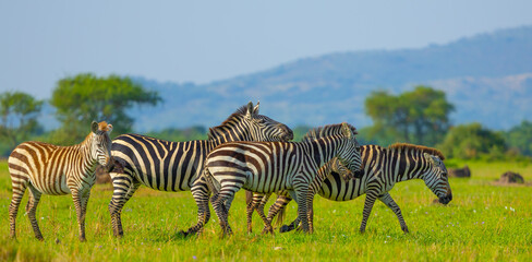 Plains zebra in Grumeti area of Western Serengeti. Serengeti National Park, Tanzania, Africa. © Yan