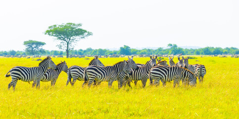 Plains zebra in Grumeti area of Western Serengeti. Serengeti National Park, Tanzania, Africa. © Yan