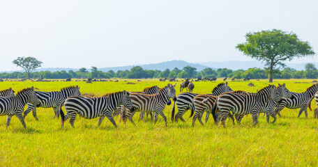 Plains zebra in Grumeti area of Western Serengeti. Serengeti National Park, Tanzania, Africa. © Yan