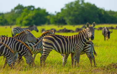 Plains zebra in Grumeti area of Western Serengeti. Serengeti National Park, Tanzania, Africa. © Yan