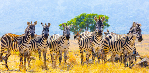 Plains zebra portrait. Ngorongoro Crater, Tanzania, Africa. © Yan