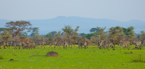 Plains zebra in Grumeti area of Western Serengeti. Serengeti National Park, Tanzania, Africa. © Yan
