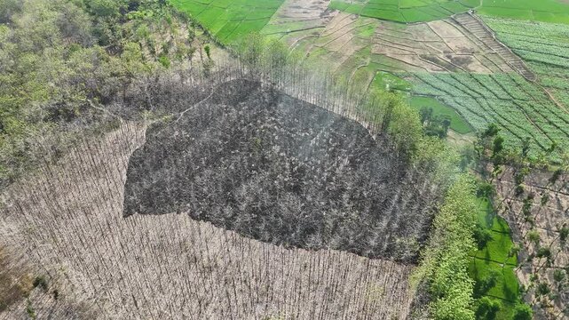 Aerial drone view of forest fire smoke rising from a burning patch in a dry teak woods next to lush green agricultural rice fields and a rural village.