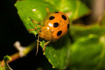 Close-up macro photography of a vibrant yellow ladybug resting on a green leaf in a natural outdoor garden setting © yashis007