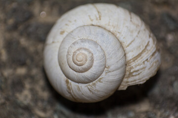 Close up macro shot of empty white spiral land snail shell on dark ground © yashis007