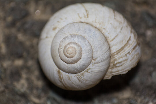Close up macro shot of empty white spiral land snail shell on dark ground
