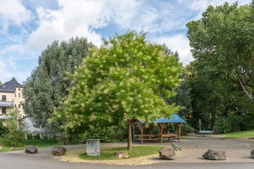 Obraz premium Sophora japonica Japanischer Schnurbaum am Gessentalradweg in Gera Thüringen Deutschland