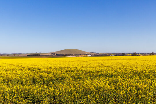 Vast yellow canola field under a clear blue sky with rolling hills in the distance, Creswick, Victoria, Australia