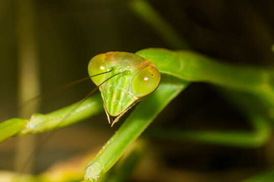 Close up of a green praying mantis head showing detailed eyes and camouflage in nature