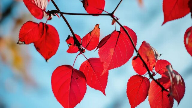 Close-up of Vibrant Red Autumn Leaves on a Branch against Blue Sky