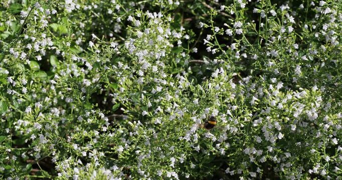 Touffes de jolies fleurs blanches mellif&egrave;res de calamint ou de sarriette calament (Calamintha nepeta)  appr&eacute;ci&eacute;es par un bourdon
