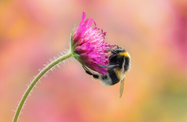 Bumblebee on Scabious flower © Molly