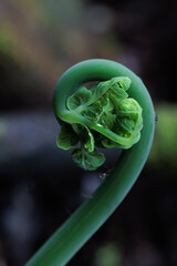 Fresh green fern unfurls in gentle curve © WendlerCanning Photo