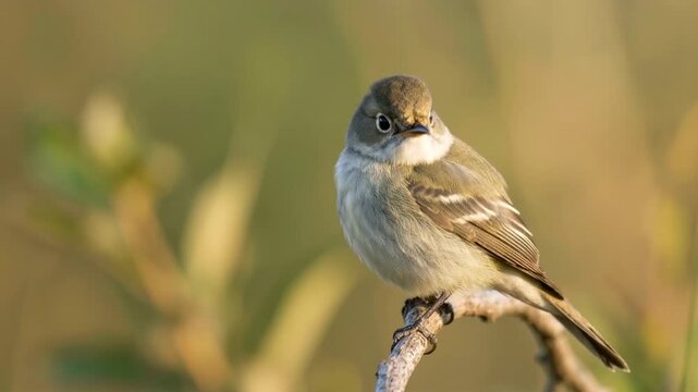 least flycatcher close up at morning light in minnesota usa woodland video