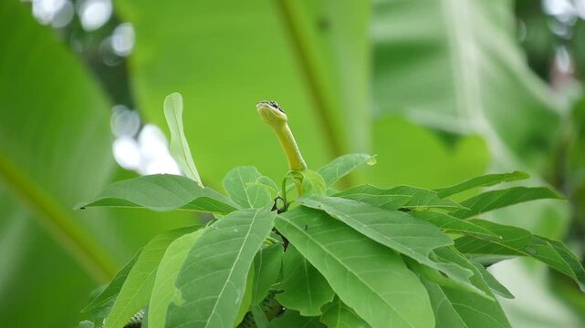 Slender golden tree snake extends its patterned neck above fresh green foliage inside tropical garden, exhibiting natural wildlife predator camouflage behavior