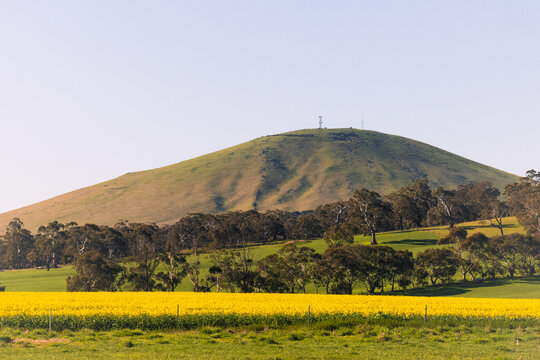 Scenic rural landscape with rolling green hills and a bright yellow canola field in Creswick, Victoria, Australia