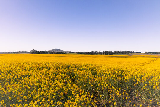 Vast yellow canola field under a clear blue sky with distant hills and trees in Creswick Victoria Australia