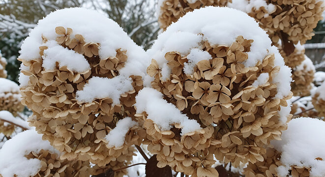 Snow-covered cactus plant close-up