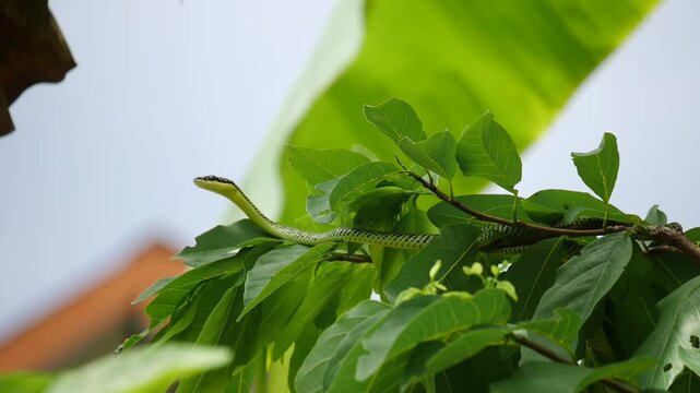 Slender golden tree snake extends its patterned neck above fresh green foliage inside tropical garden, exhibiting natural wildlife predator camouflage behavior