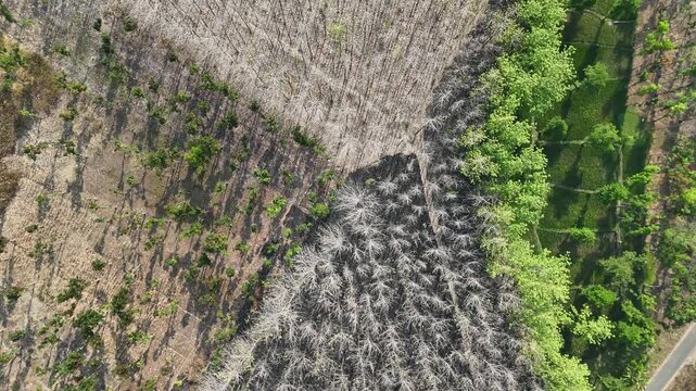 Aerial drone view of forest fire smoke rising from a burning patch in a dry teak woods next to lush green agricultural rice fields and a rural village.