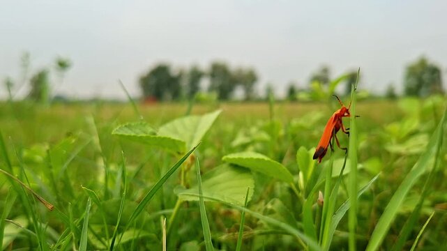 Orange Net Winged Beetle Perched On Lawn Grass