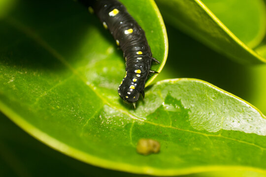 Macro shot of a black caterpillar with yellow spots slowly moving on a vibrant green leaf, highlighting the beauty of insect life