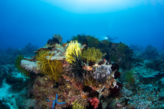 Seascape underneath Cabuan, Camiguin