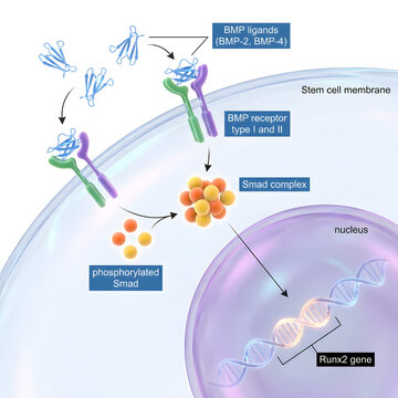 Bmp signaling pathway diagram showing bone morphogenetic proteins in stem cell membrane.