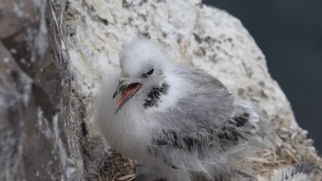 kittiwake chick struggles to stay awake 