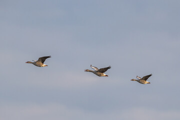 Graugänse im Flug © Markus