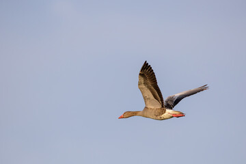 Graugans im Flug © Markus