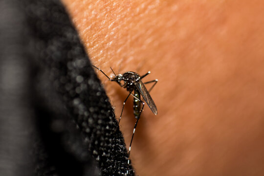 Close-up of a mosquito landing on human skin, preparing to bite and feed on blood