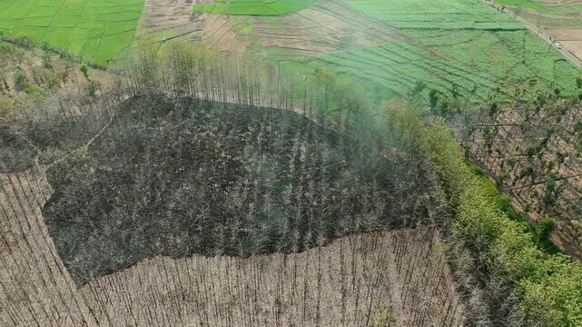 Aerial drone view of forest fire smoke rising from a burning patch in a dry teak woods next to lush green agricultural rice fields and a rural village.