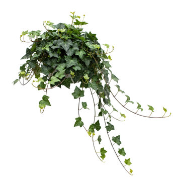 Lush potted english ivy plant with long trailing green vines and pointed leaves isolated on a transparent background