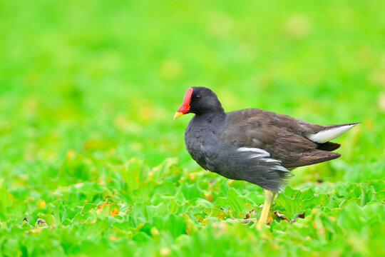 grey bird with red hood standing on green floating plant in swamp, common moorhen, waterbird in fresh environment
