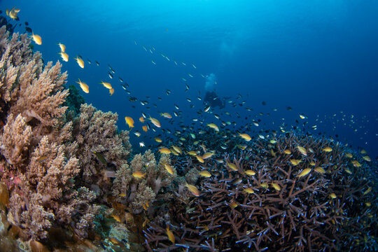 Seascape underneath Cabuan, Camiguin