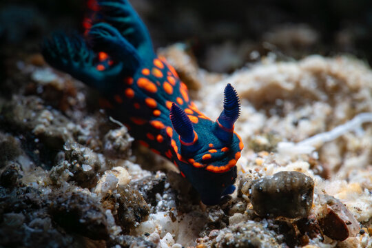 Nembrotha kubaryana gliding along the sands of Camiguin