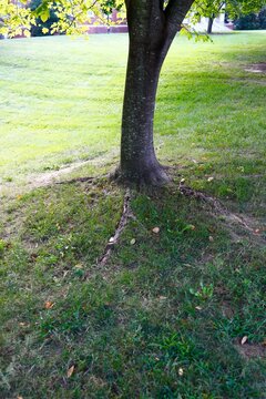 Young birch tree and green grass
