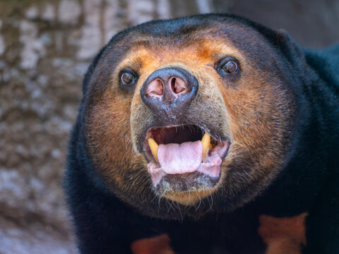 Malayan sun bear portrait