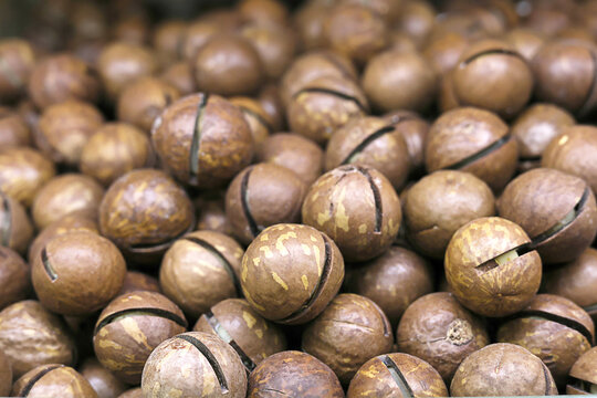 Close up texture of whole macadamia nuts with hard brown shells and characteristic split openings