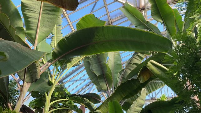 Many tall giant banana trees growing in greenhouse of Berlin Botanical garden low angle panoramic view. Famous green touristic place on Germany map, collection and preservation of plants