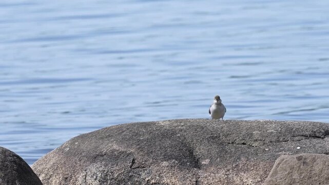 Spotted sandpiper bobbing its head on a rock before suddenly running forward.