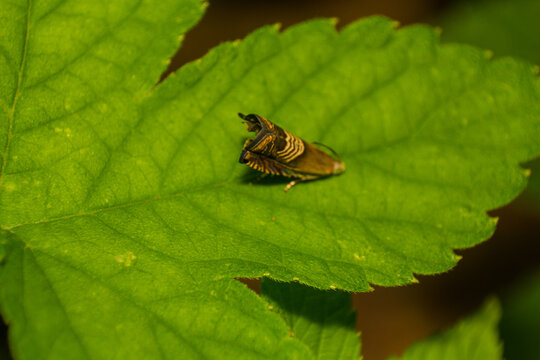Horned treehopper insect resting on a vibrant green leaf in nature