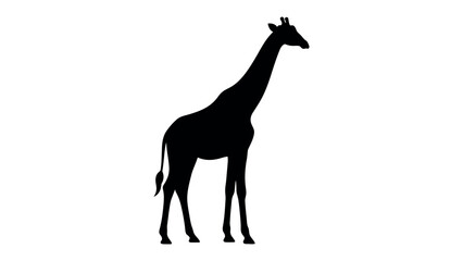 Fototapeta premium Silhouette of a Giraffe: A striking black silhouette of a giraffe, with its iconic long neck and legs, stands tall against a plain background.