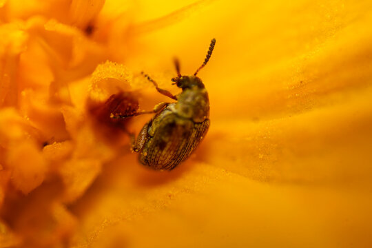 Macro Photography of a Small Beetle Foraging Within the Vibrant Golden Petals of a Blooming Marigold Flower