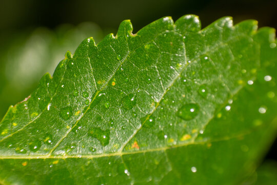 Detailed Macro Close-up of a Vibrant Green Leaf Covered in Fresh Morning Dew Drops and Natural Rainwater Moisture