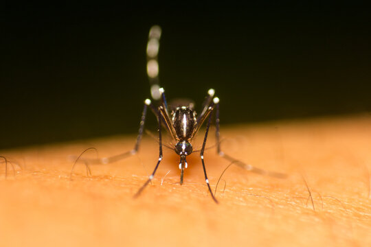 Close-up of a tiger mosquito biting human skin to suck blood